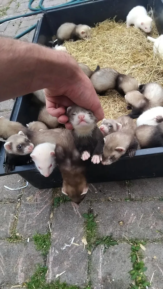 Ferrets - Image 3