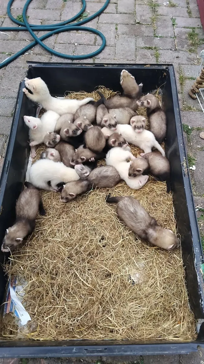 Ferrets - Image 4