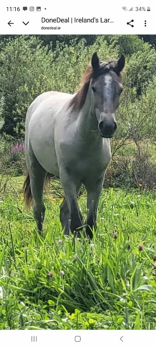 Colt - Image 2