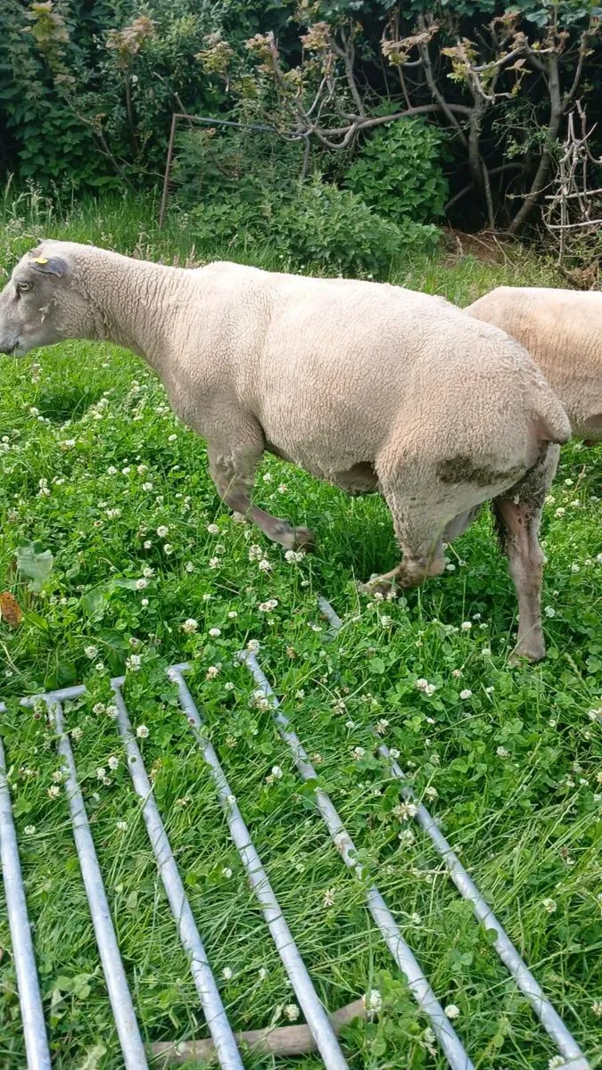 Charollais 2 year old ram - Image 2