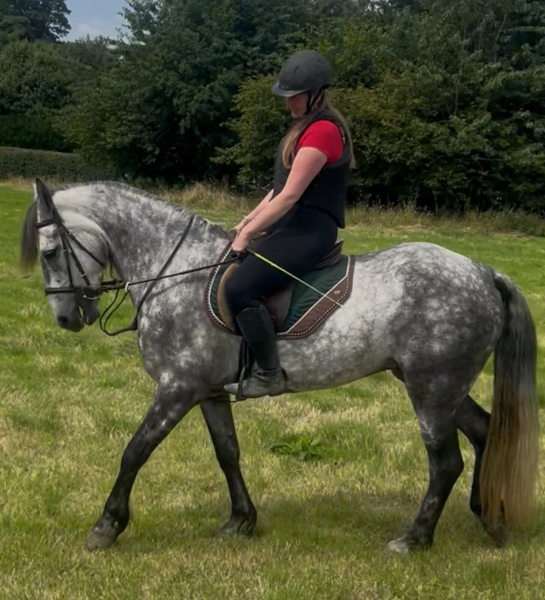 15.2 overheight 6yo Connemara gelding super talent - Image 1