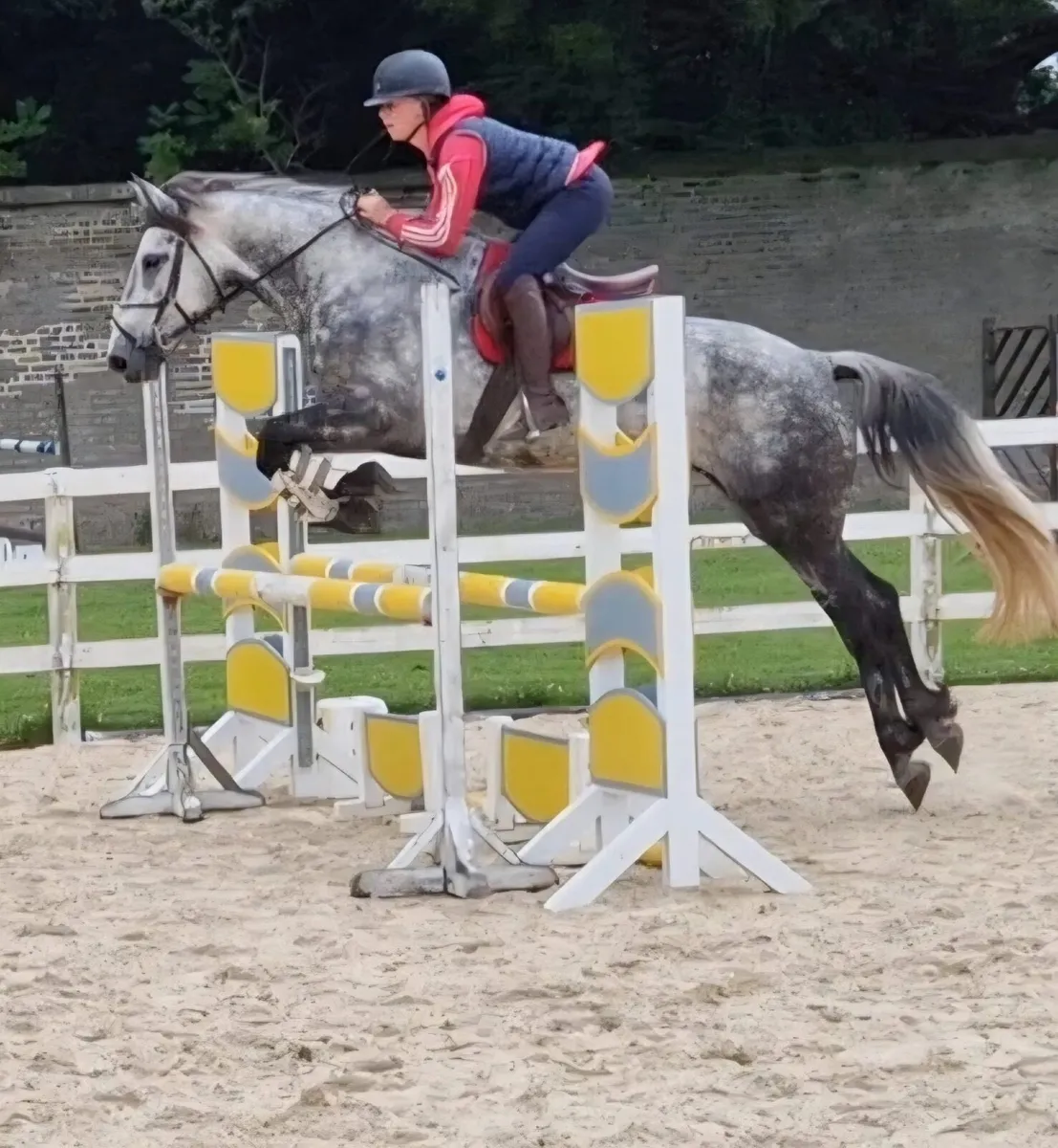 15.2 overheight 6yo Connemara gelding super talent - Image 3
