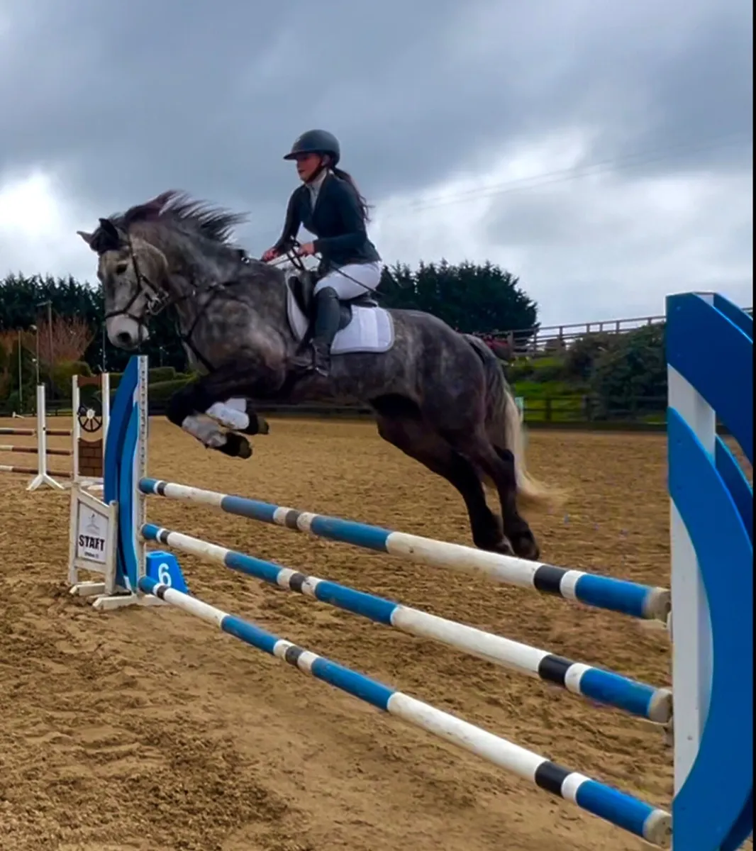15.2 overheight 6yo Connemara gelding super talent - Image 4