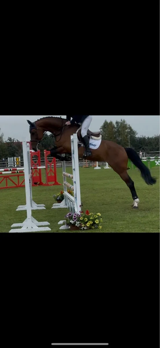 Showjumping Schoolmistress - Image 3