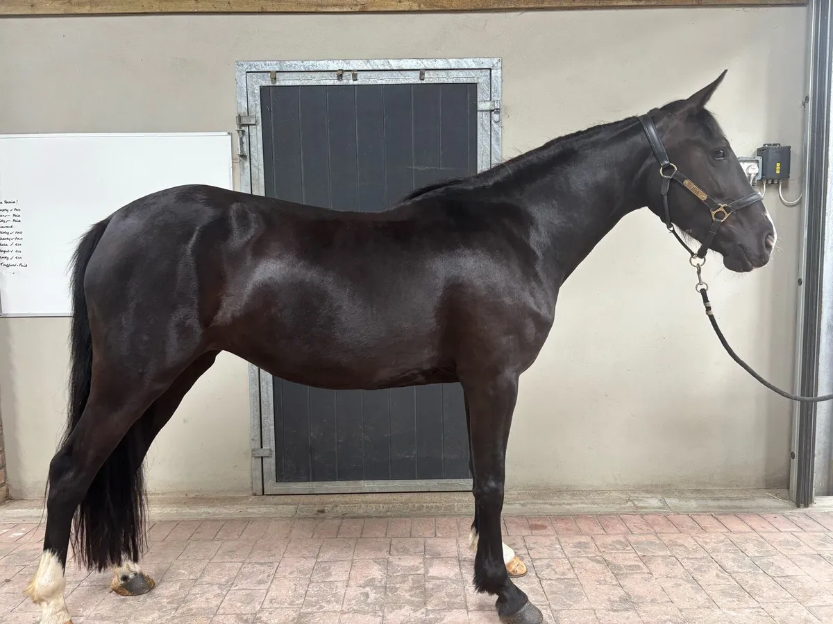 FOR SALE 148cm 5yr old mare pony - Image 1