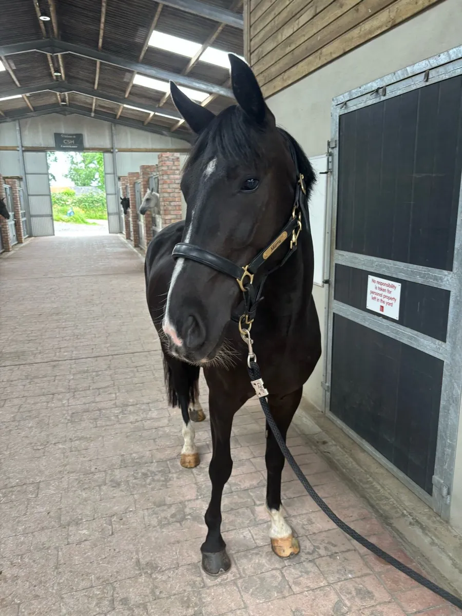 FOR SALE 148cm 5yr old mare pony - Image 2