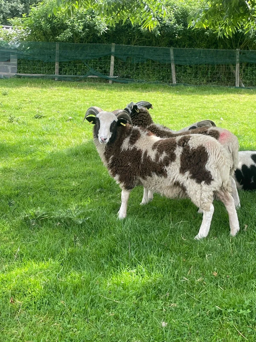 Jacob ram lamb