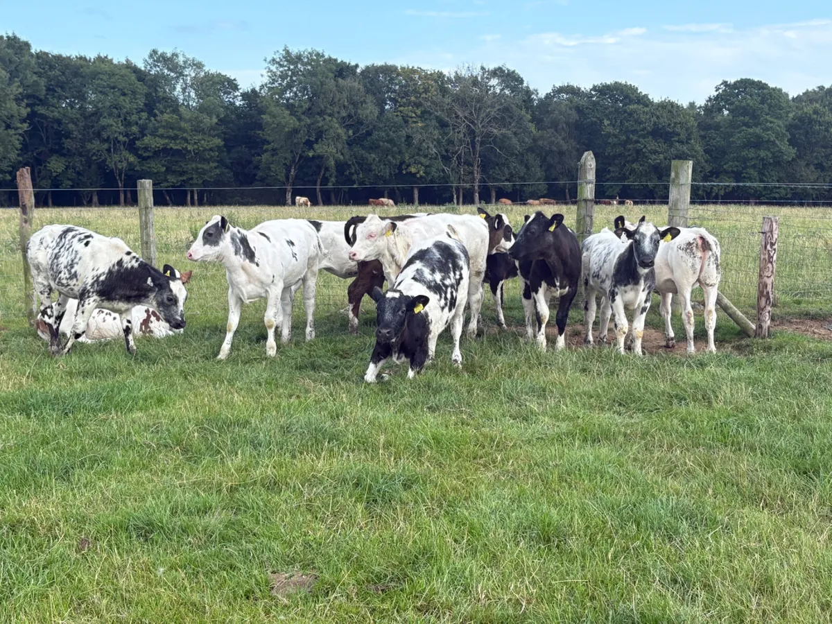 10 Belgian Blue heifers  on grass - Image 2