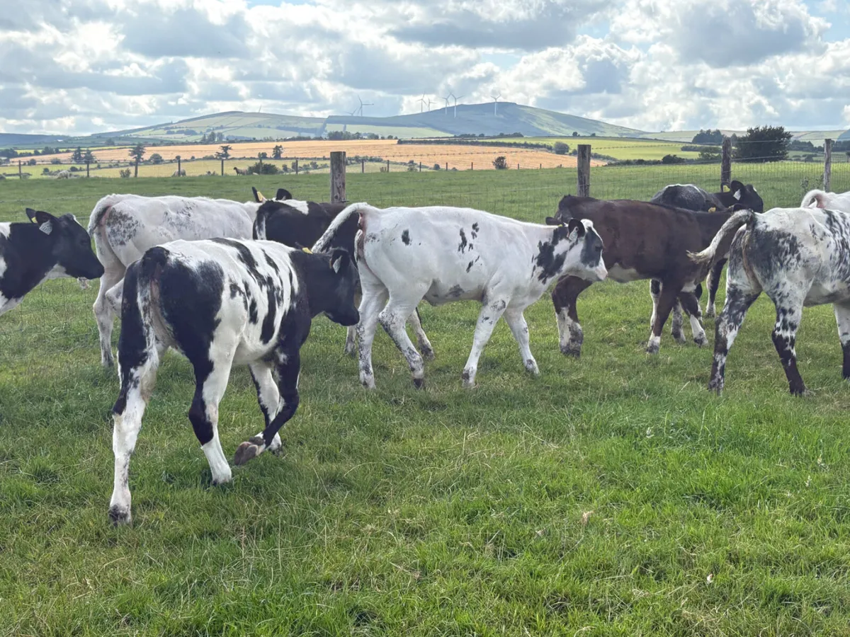 10 Belgian Blue heifers  on grass - Image 4