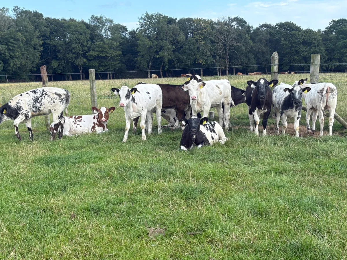 10 Belgian Blue heifers  on grass - Image 1