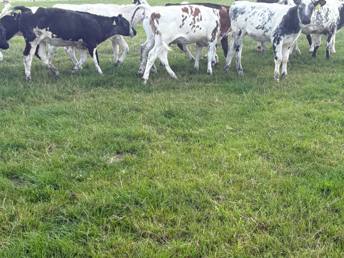 10 Belgian Blue heifers  on grass - Image 3
