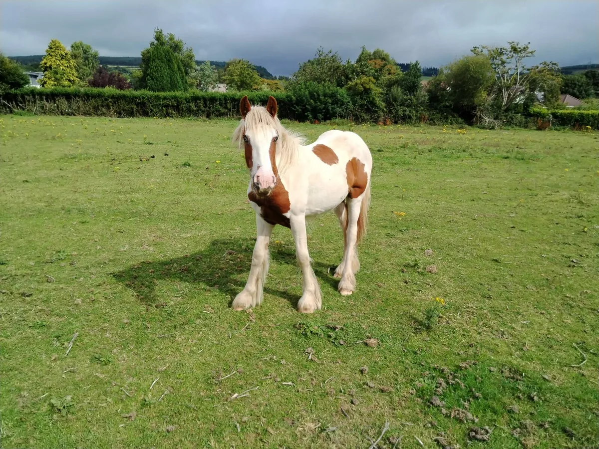 YEARLING FILLY FOR SALE - Image 1