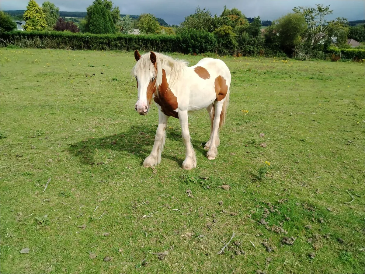 YEARLING FILLY FOR SALE - Image 2