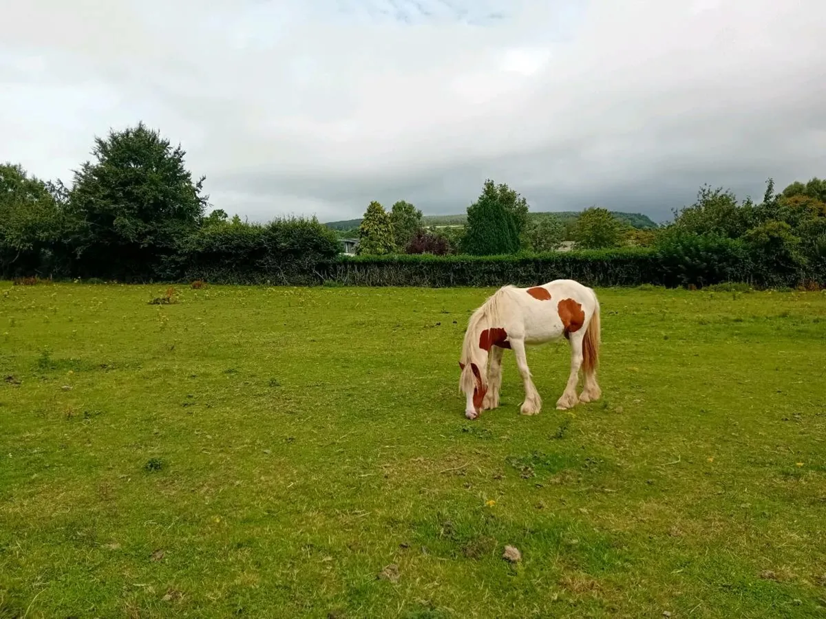 YEARLING FILLY FOR SALE - Image 3