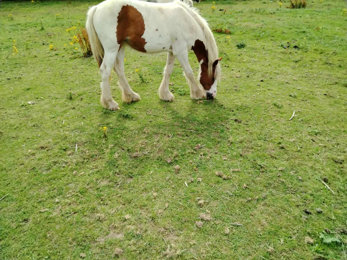 YEARLING FILLY FOR SALE - Image 4