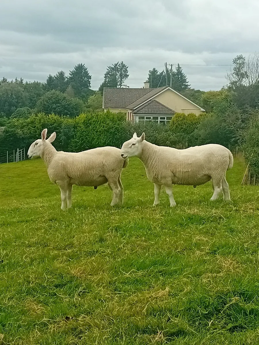 Pedigree Border Leicester Ram - Image 2