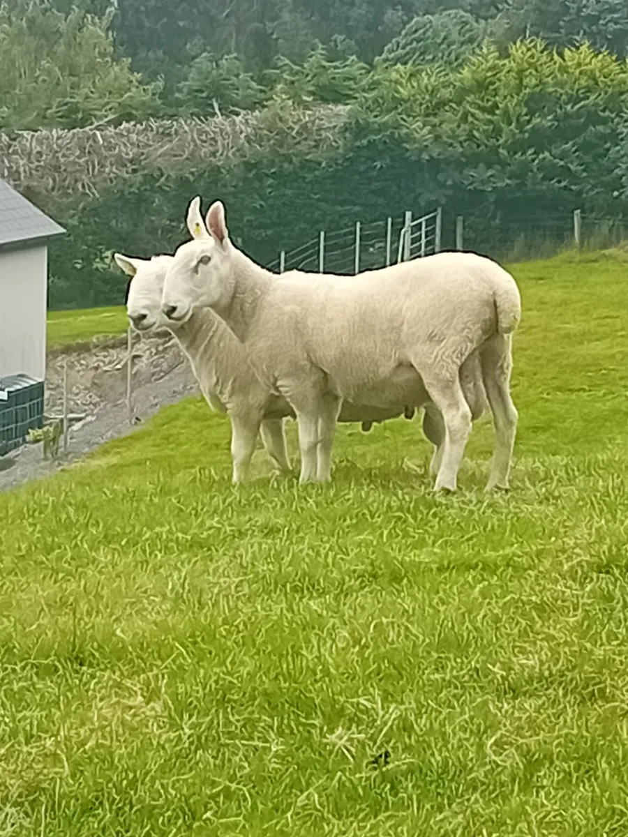 Pedigree Border Leicester Ram - Image 3