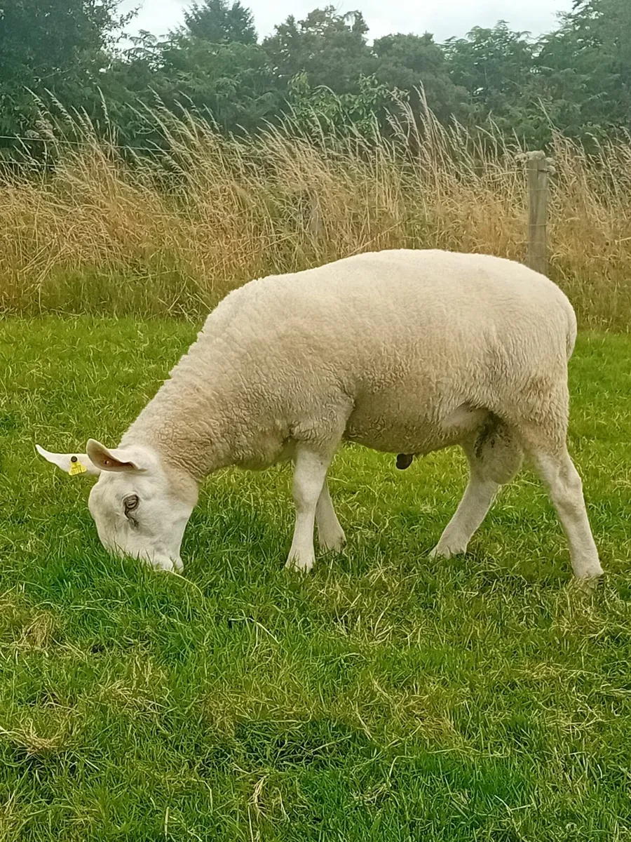 Pedigree Border Leicester Ram - Image 1