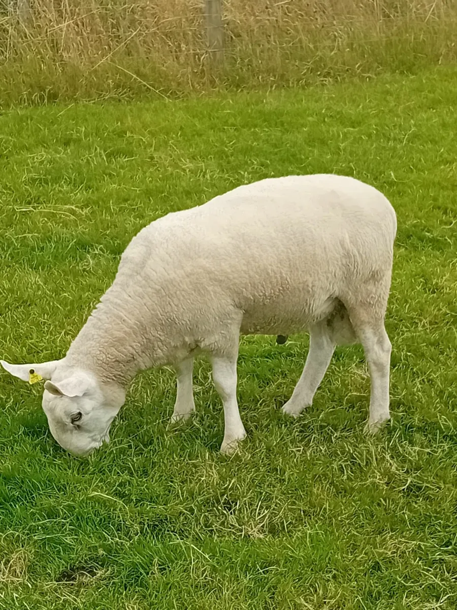 Pedigree Border Leicester Ram - Image 4