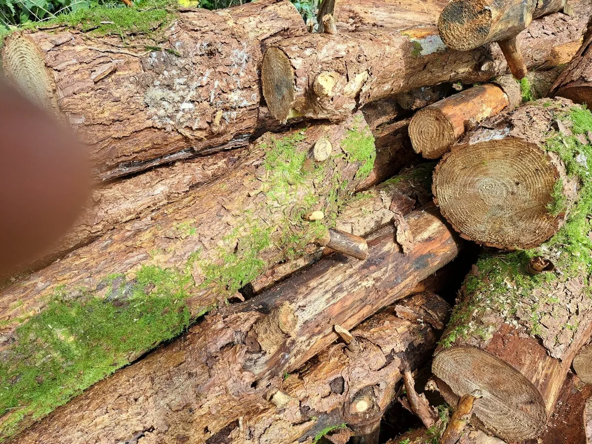 Timber - Image 1
