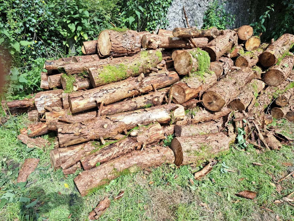 Timber - Image 2