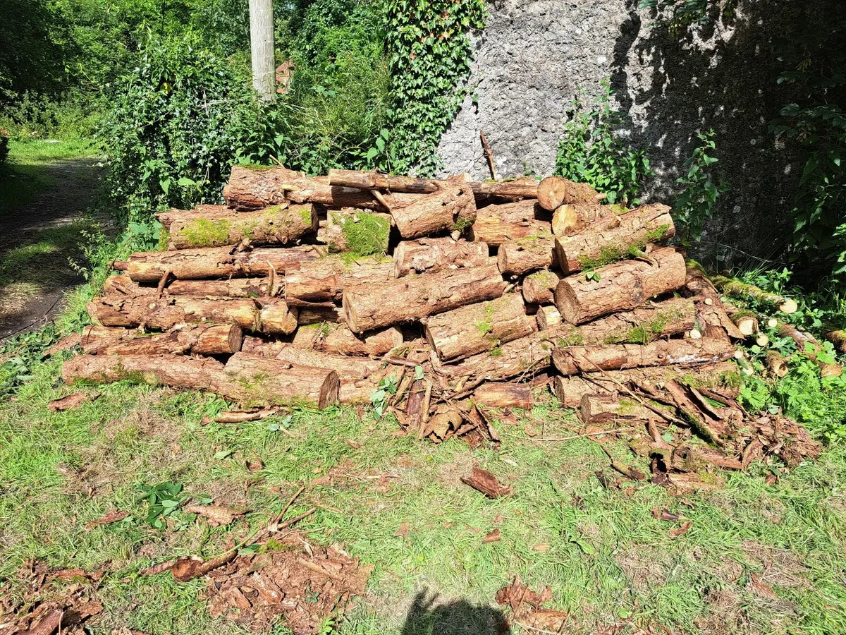 Timber - Image 3