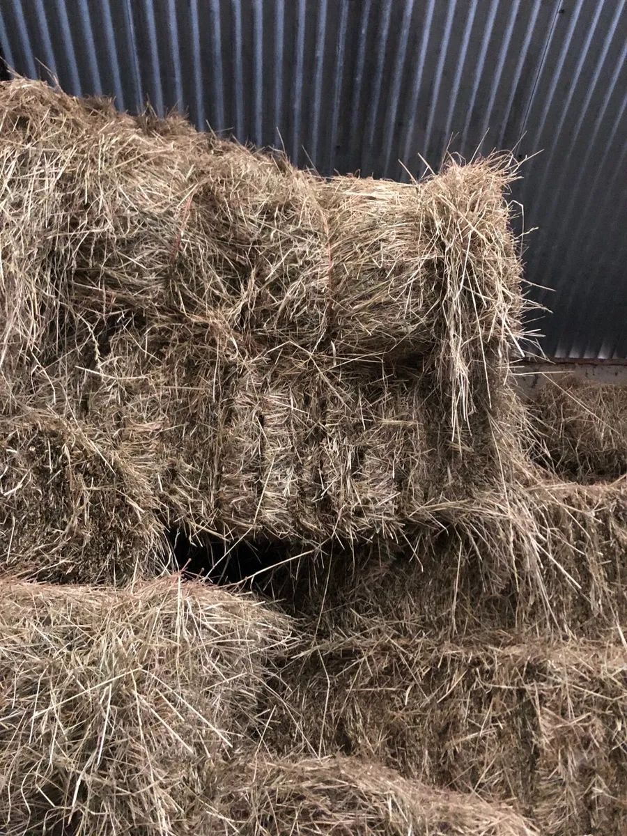 Hay - Image 2