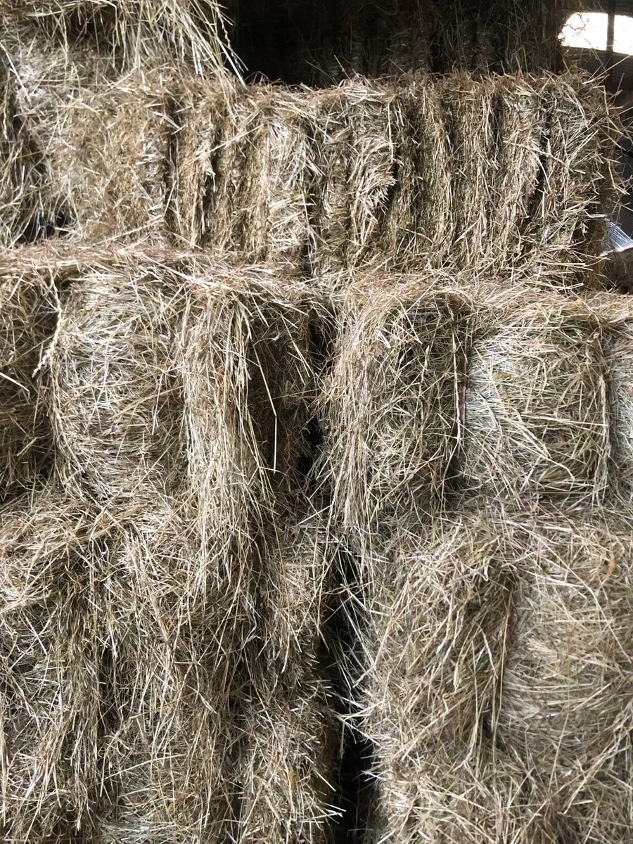 Hay - Image 1