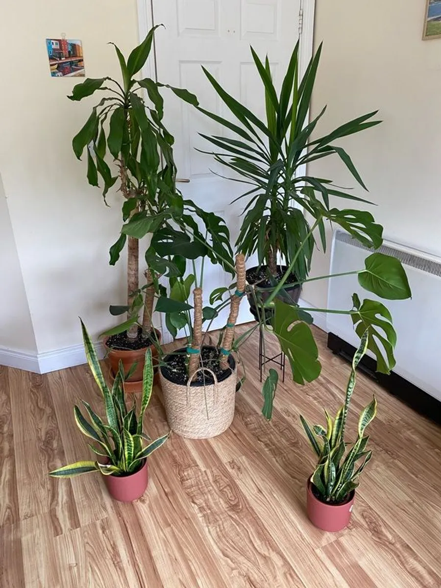 Indoor plants with pots - Image 1