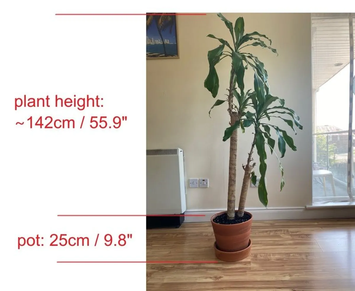 Indoor plants with pots - Image 2