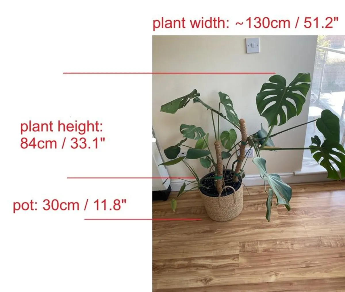 Indoor plants with pots - Image 4