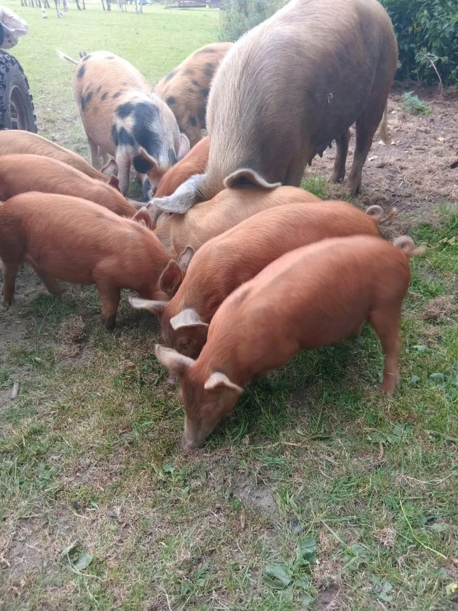 Sow and weiners - Image 1