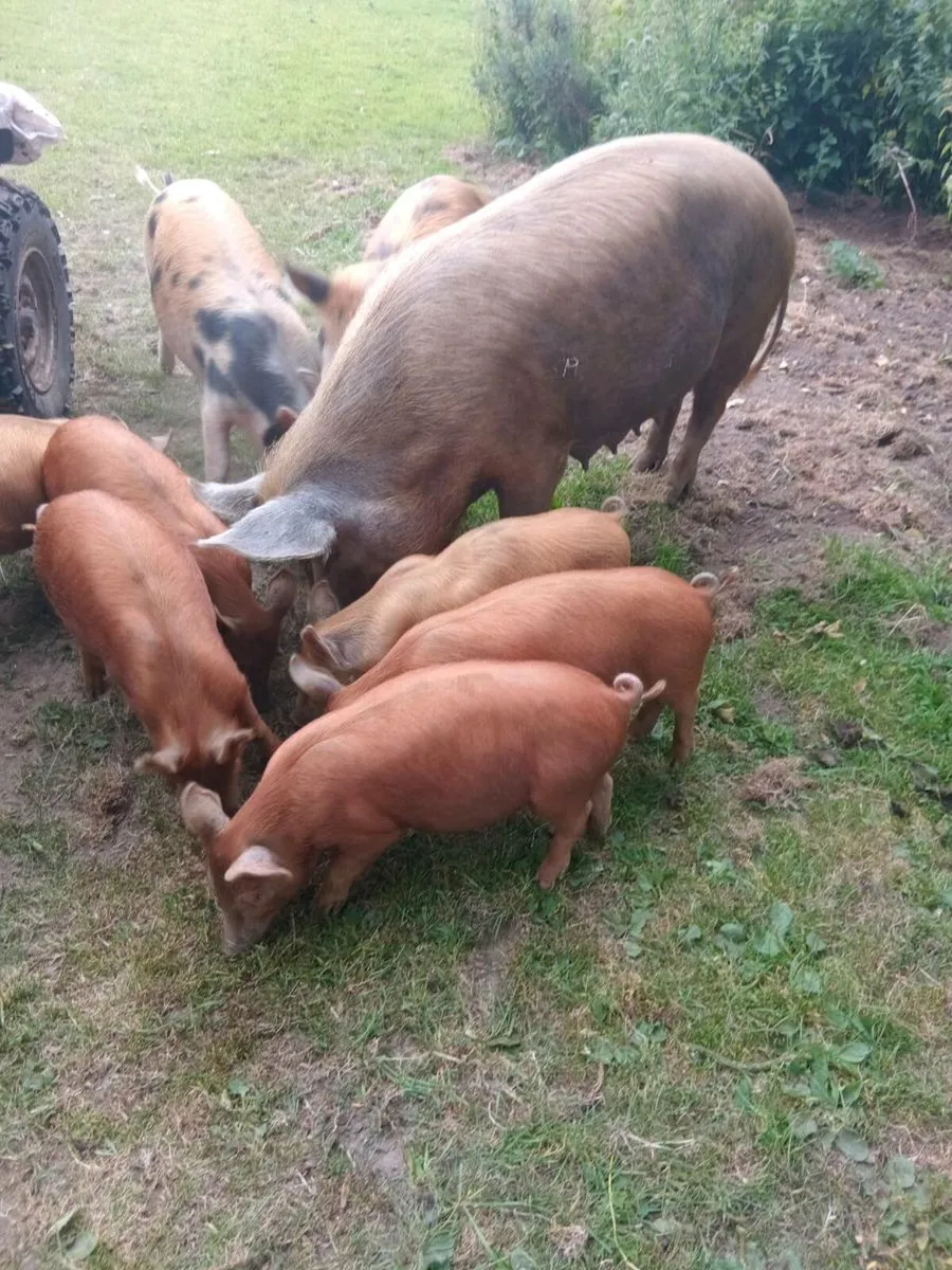 Sow and weiners - Image 2