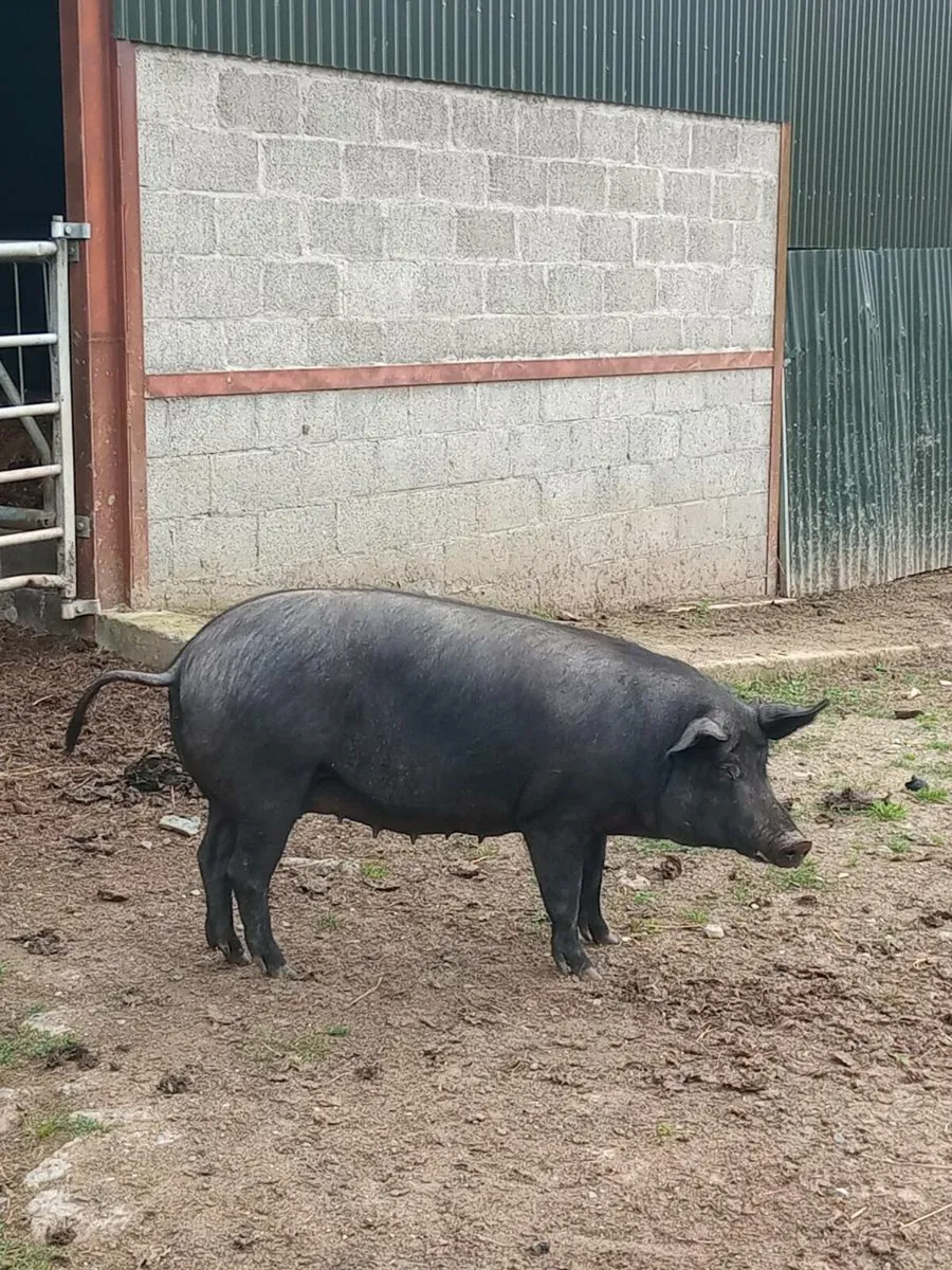 Sow and weiners - Image 3