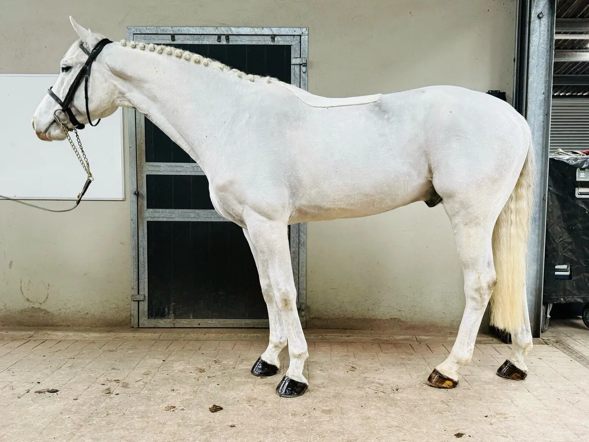 FOR SALE 162cm 6yr horse - Image 1