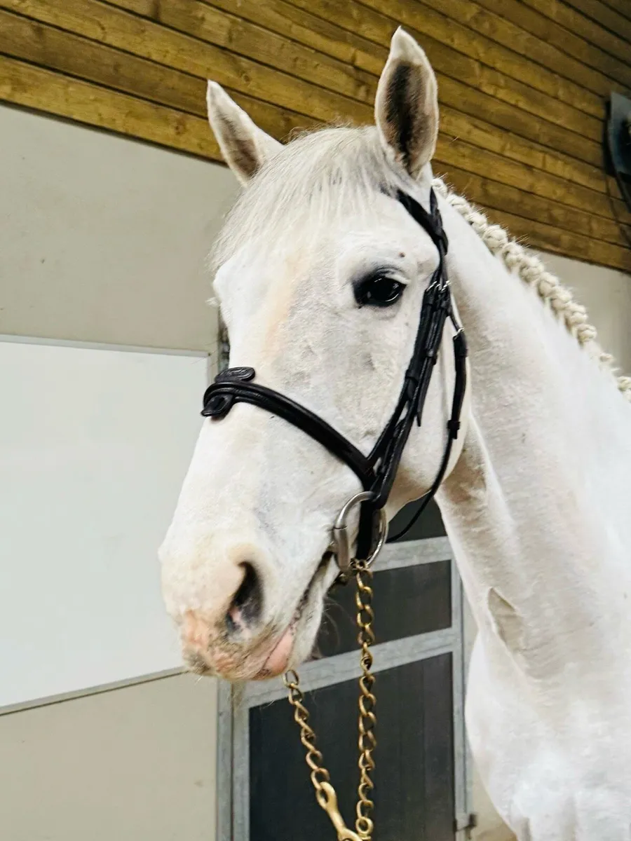 FOR SALE 162cm 6yr horse - Image 2