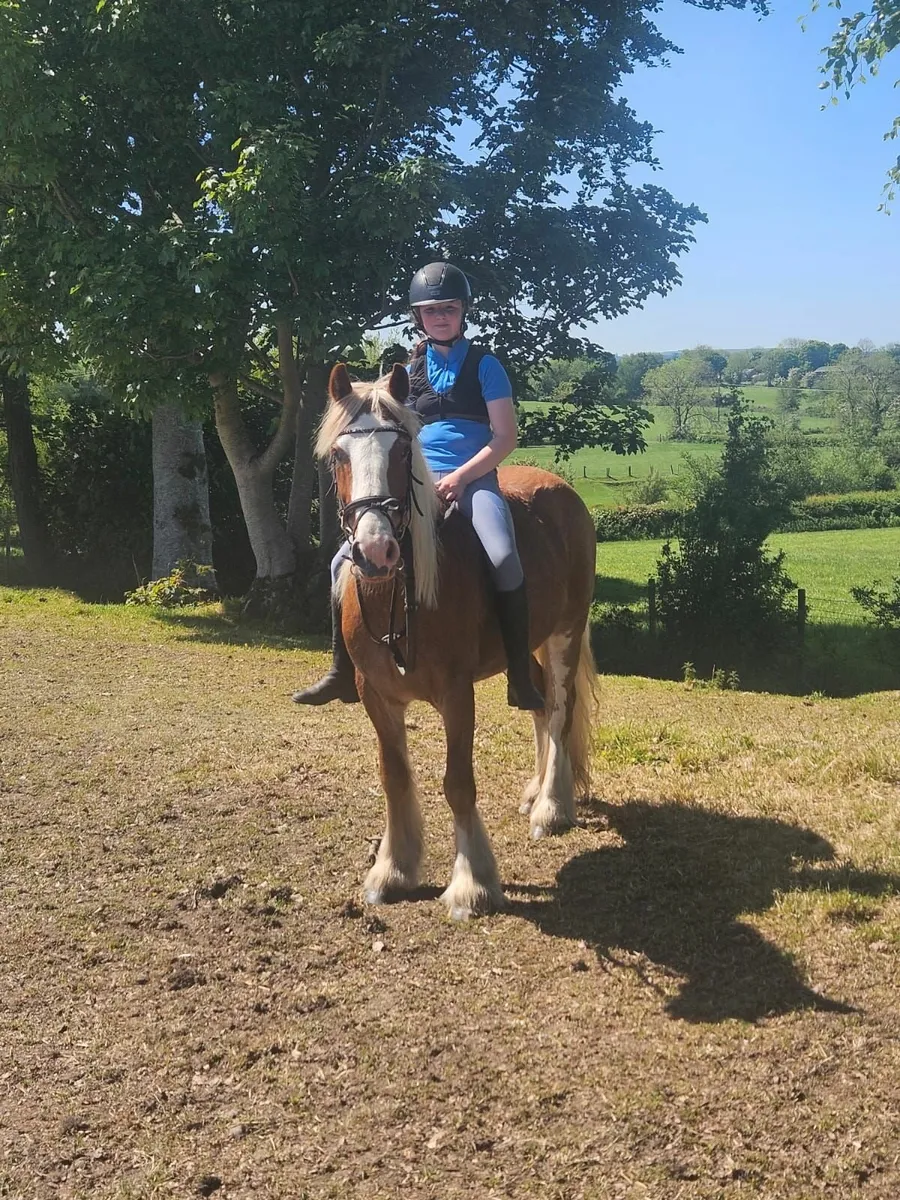 13.2. 7 year old Gelding - Image 1