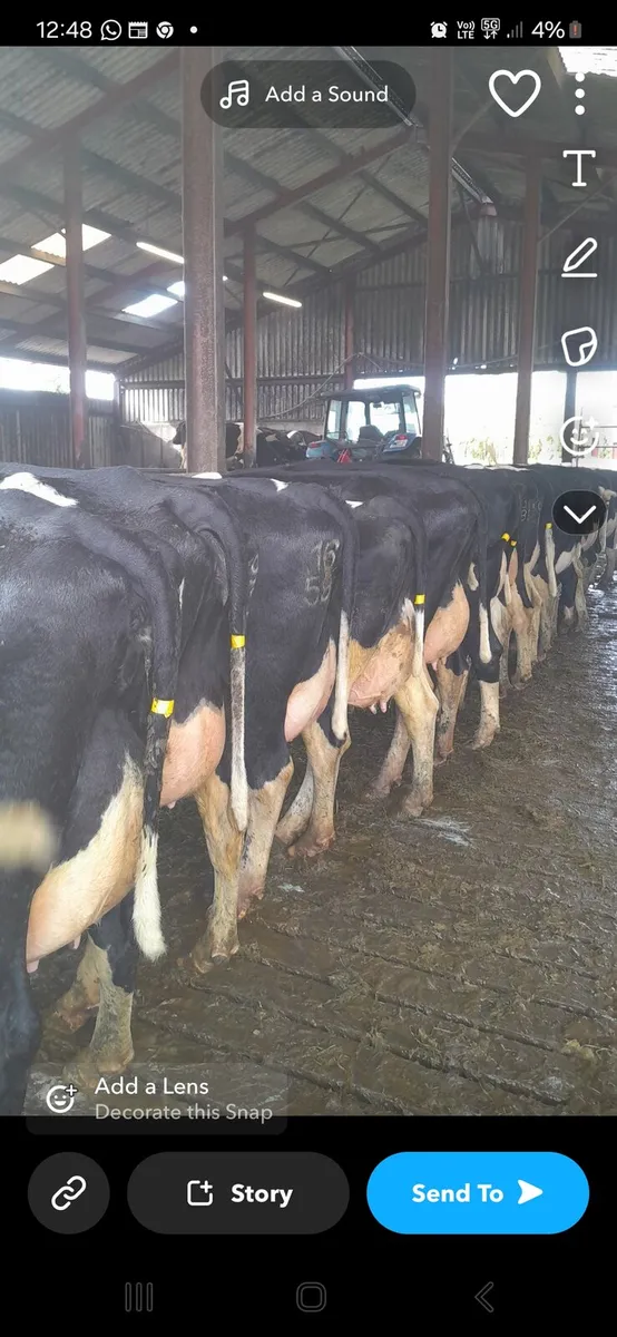 GORTALEA MART DAIRY SALE 1st AUGUST - Image 2