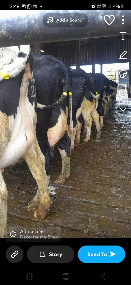 GORTALEA MART DAIRY SALE 1st AUGUST - Image 3