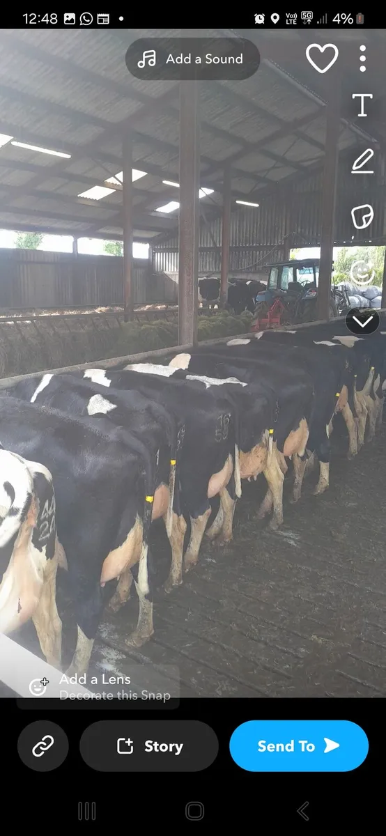 GORTALEA MART DAIRY SALE 1st AUGUST - Image 1
