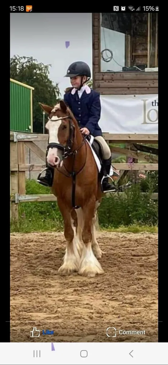 13.2. 7 year old Gelding - Image 2