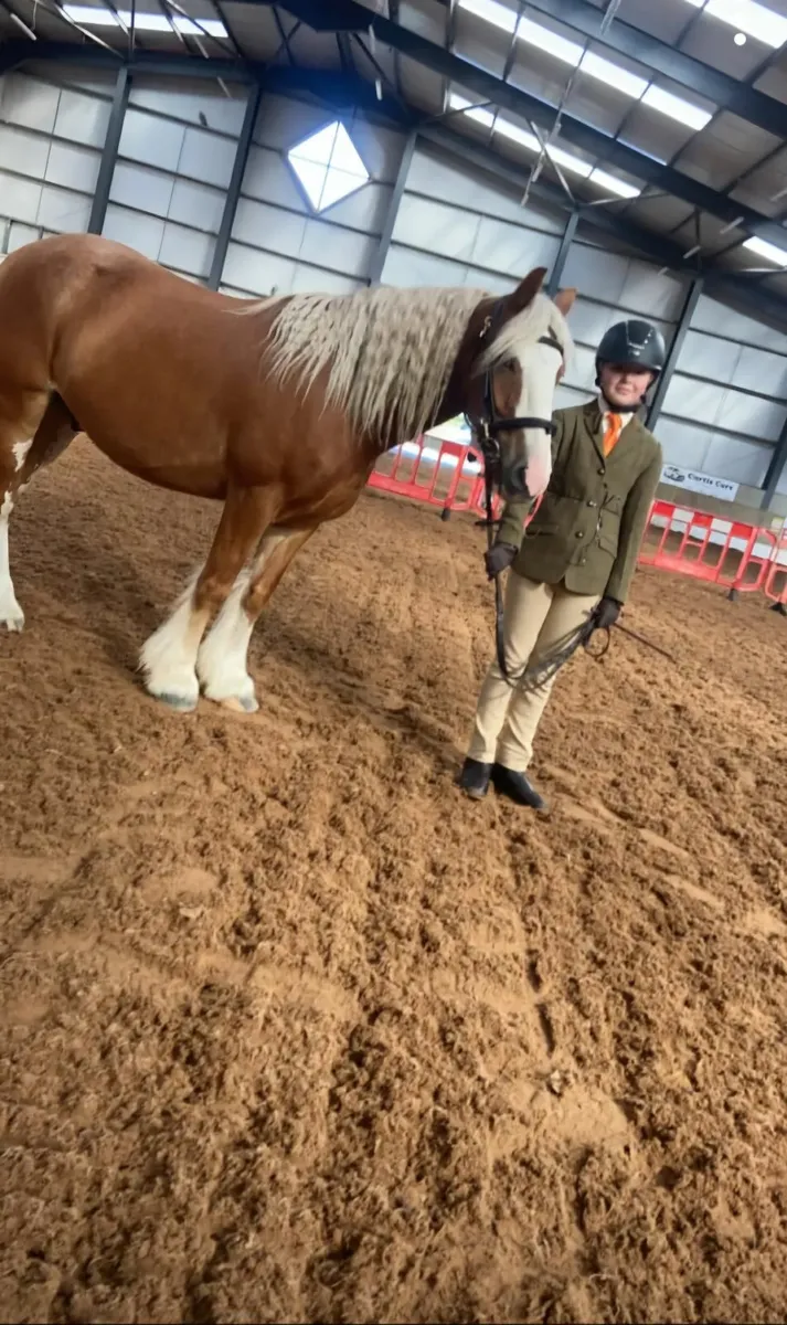 13.2. 7 year old Gelding - Image 3