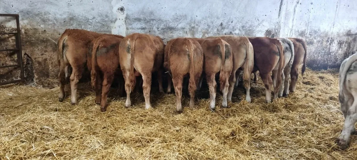 For sale at Ballinakill Mart on Saturday Aug 2nd - Image 4
