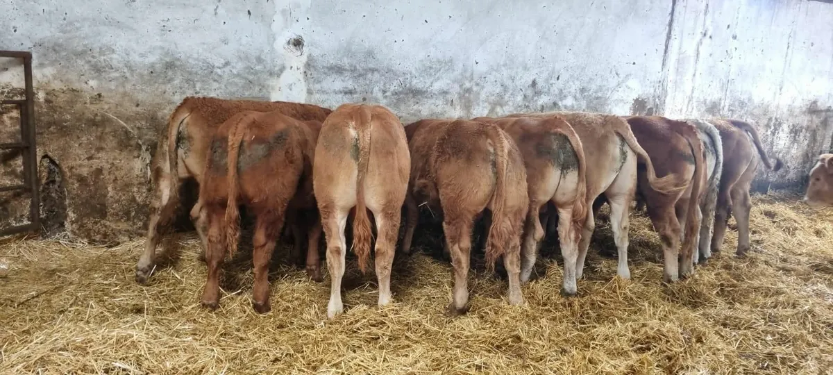 For sale at Ballinakill Mart on Saturday Aug 2nd - Image 3