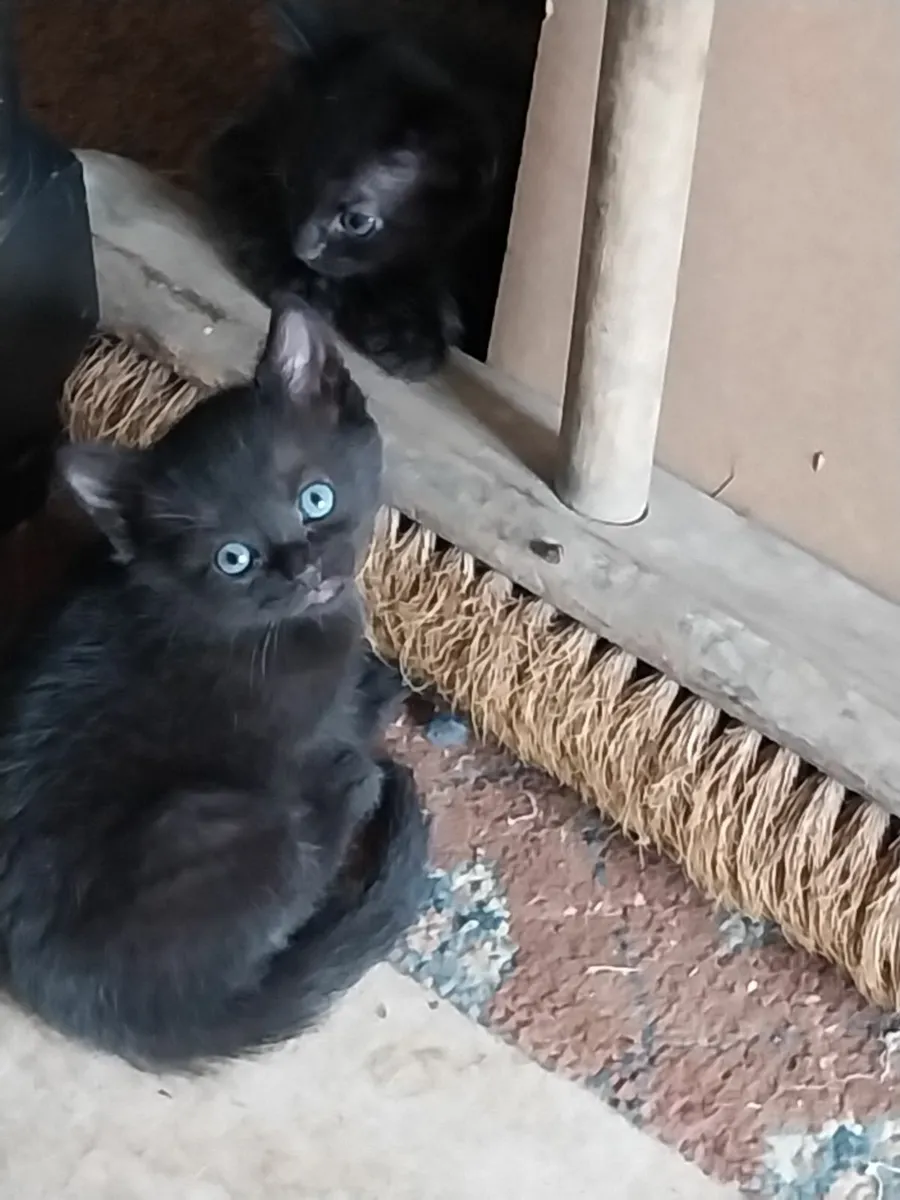 2 kittens - Image 2