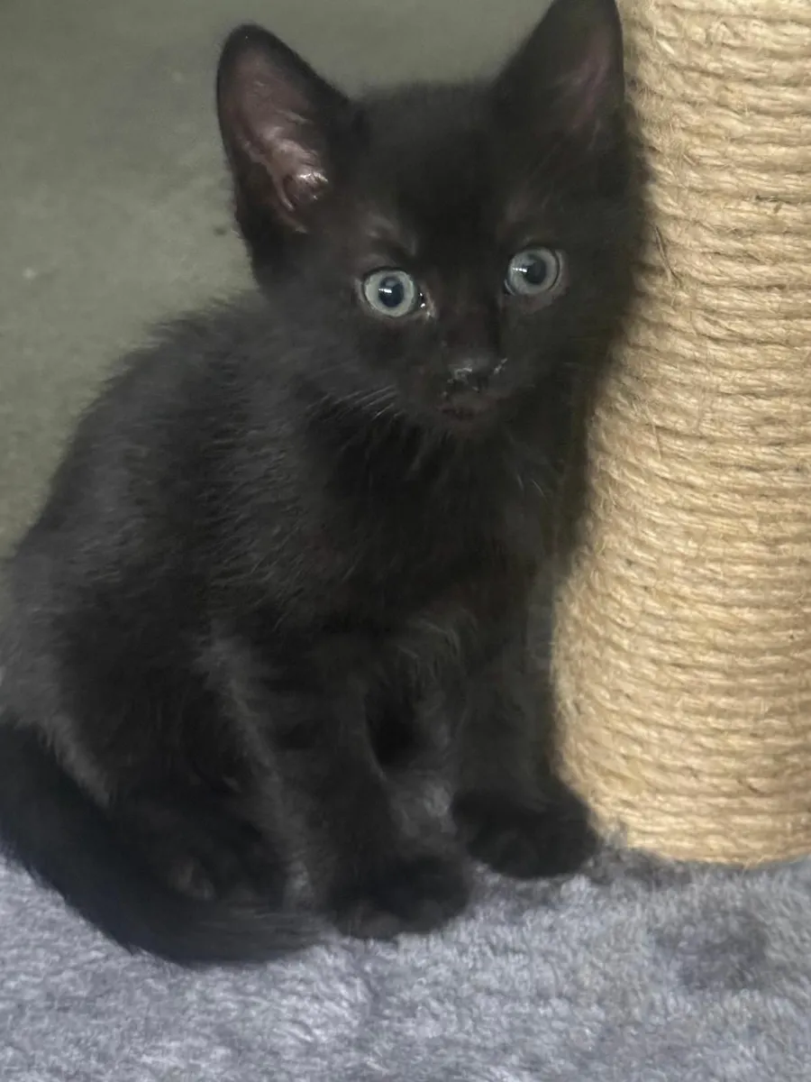 2 kittens - Image 3