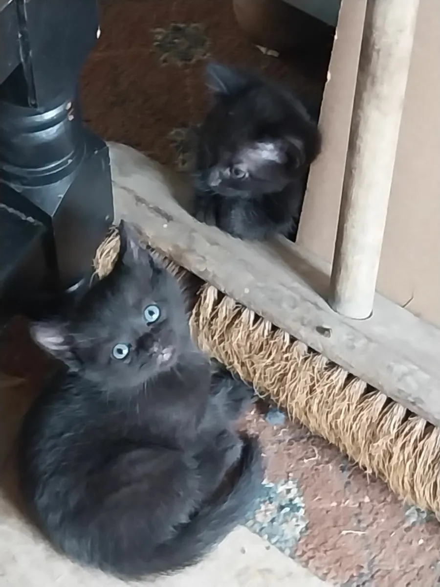 2 kittens - Image 4
