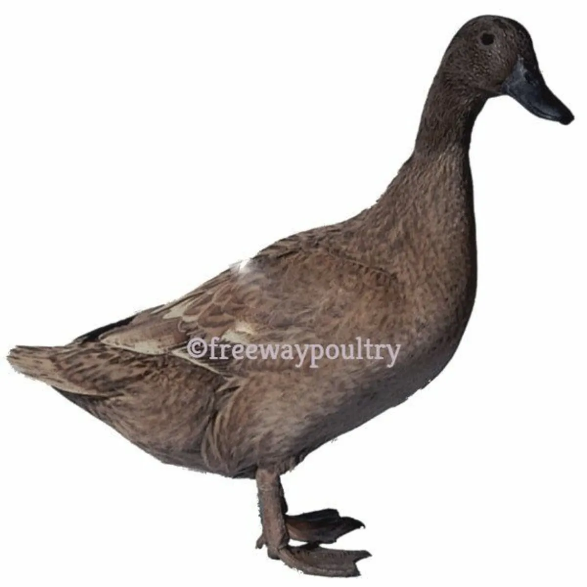 Point Of Lay Ducks