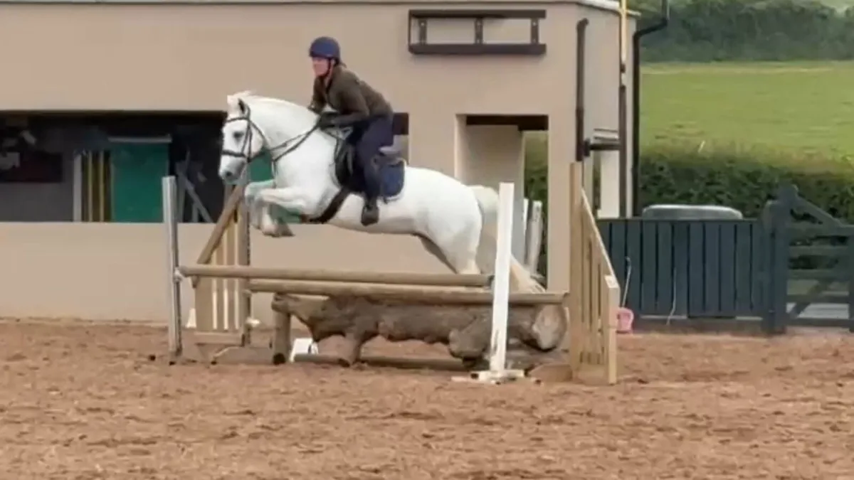 Pony - Image 1