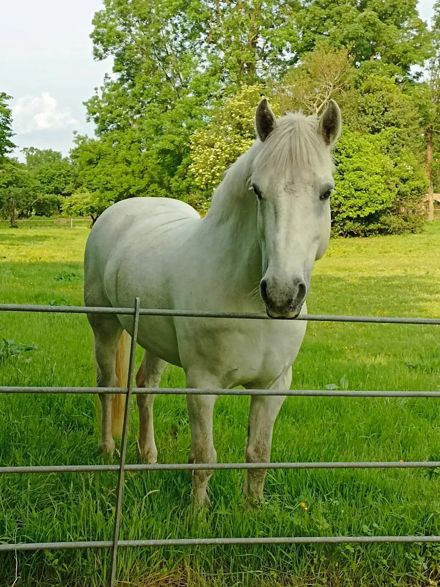 Pony - Image 3